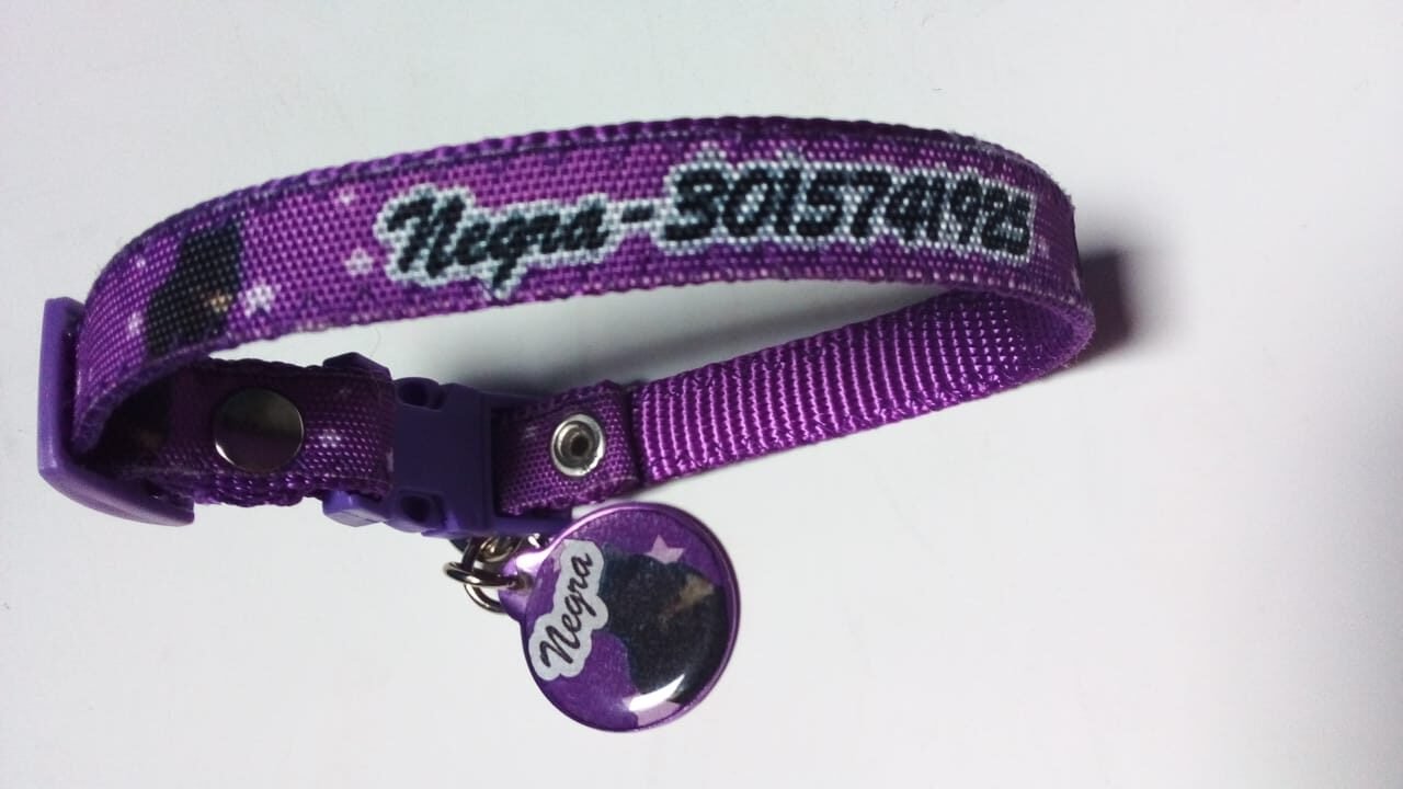 Placa y collar para gaticos personalizados